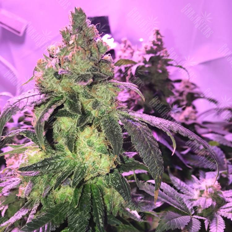 заказать на сайте семена конопли Umai feminised Bang Seeds заказать на сайте семена конопли Umai feminised Bang Seeds
