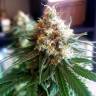 семена конопли аутдор Phantom OG feminised Barneys Farm семена конопли аутдор Phantom OG feminised Barneys Farm