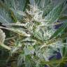 семена конопли в оригинальных упаковках Auto Wappa feminised Paradise Seeds