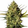 где можно заказать семена конопли Ungurtas feminised Bang Seeds