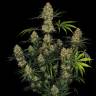 семена конопли для посадки купить Ungurtas feminised Bang Seeds