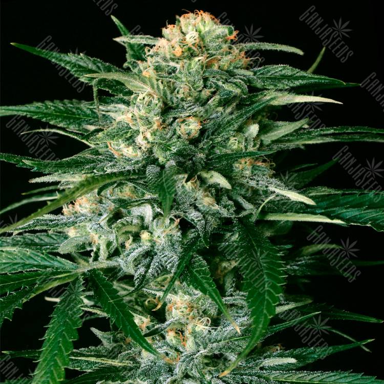 семена конопли почтой Gypsy Widow feminised Exotic Seed семена конопли почтой Gypsy Widow feminised Exotic Seed