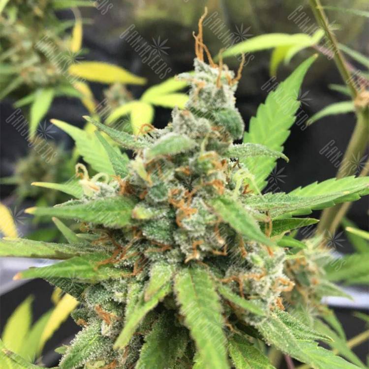 семена конопли Россия Auto Whiteberry feminised Paradise Seeds