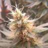 семена конопли f1 в оригинальной упаковке Blue Mystic feminised Royal Queen