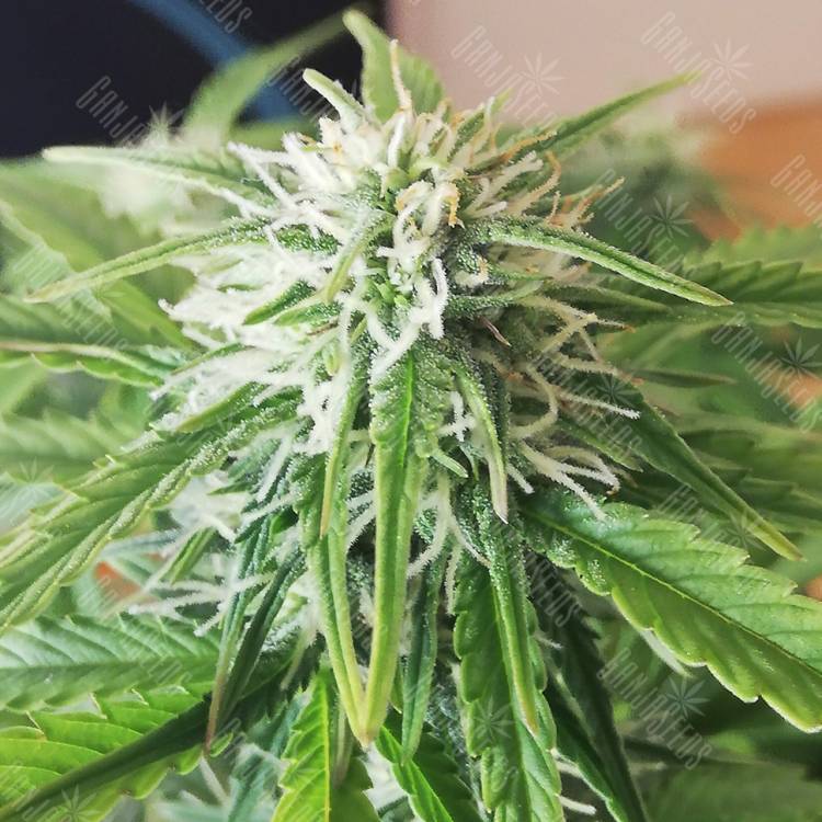 семена конопли в фирменной упаковке Auto Jack 47 XL feminised Sweet Seeds семена конопли в фирменной упаковке Auto Jack 47 XL feminised Sweet Seeds