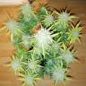 автоцветущие семена конопли Auto Jack 47 XL feminised Sweet Seeds автоцветущие семена конопли Auto Jack 47 XL feminised Sweet Seeds