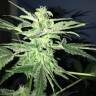автоцветущие семена конопли Auto Lowryder regular