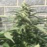 семена конопли f1 в оригинальной упаковке King's Kush feminised Green House Seeds
