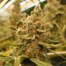мощные семена конопли King's Kush feminised Green House Seeds