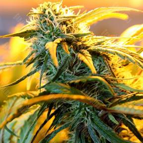 Auto Maria regular Ganja Seeds