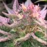 семена сортовой конопли Purple Punch feminised Barneys Farm