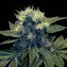 семена конопли в интернете Sharksbreath feminised DNA Genetics