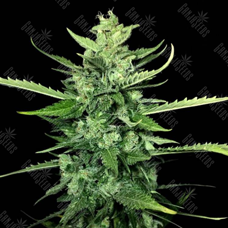 где заказать семена конопли Auto Kong 4 feminised Paradise Seeds где заказать семена конопли Auto Kong 4 feminised Paradise Seeds