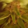 семена конопли недорого Auto Alpujarrena feminised Pyramid Seeds