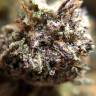 Семена марихуаны Auto Killer Kush feminised Ganja Seeds Семена марихуаны Auto Killer Kush feminised Ganja Seeds
