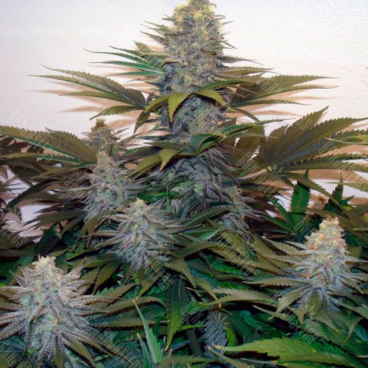 Семена марихуаны Z & Z feminised Ganja Seeds
