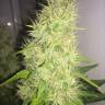 семена конопли для посадки купить Belladonna regular Ganja Seeds