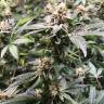 семена конопли феминизированные Auto UK Cheese feminised Humboldt Seeds
