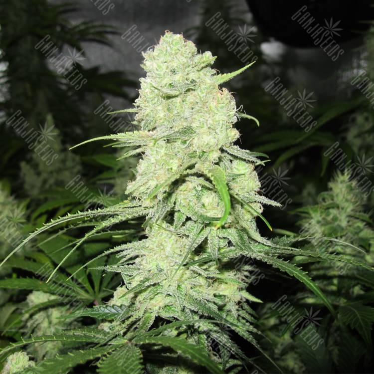 конопля семена сорта заказать Malakoff feminised Medical Seeds