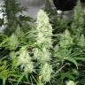 семена конопли курьером Malakoff feminised Medical Seeds