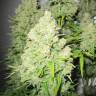 семена индийской конопли Malakoff feminised Medical Seeds