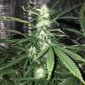заказать на сайте семена конопли Auto Pandora feminised Paradise Seeds