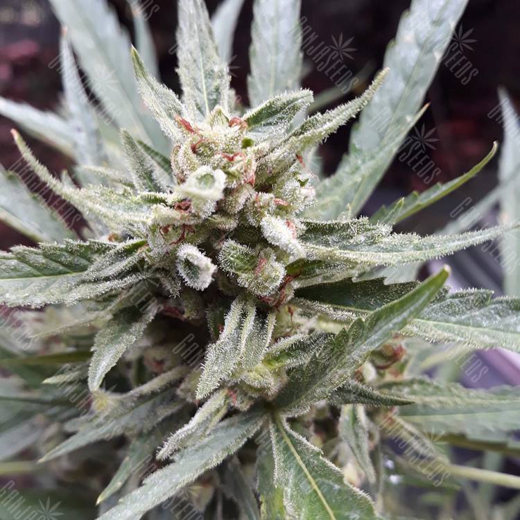 семена конопли в оригинальных упаковках Auto Sweet Gelato feminised Sweet Seeds