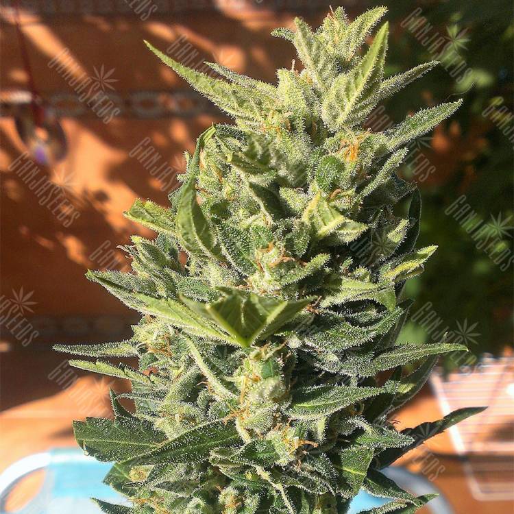 Семена конопли Auto Colorado Cookies feminised Ganja Seeds Семена конопли Auto Colorado Cookies feminised Ganja Seeds