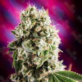 Kaia Kush feminised Green House Seeds
