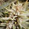 Auto Charlotte`s Angel CBD feminised Dutch Passion Seeds Auto Charlotte`s Angel CBD feminised Dutch Passion Seeds