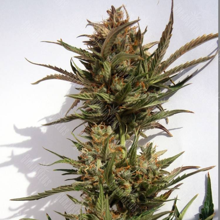 Auto Charlotte`s Angel CBD feminised Dutch Passion Seeds Auto Charlotte`s Angel CBD feminised Dutch Passion Seeds