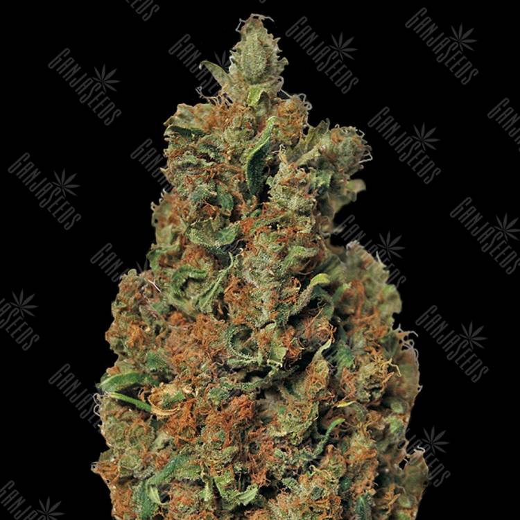 купить семена конопли Red Diesel feminised Barneys Farm купить семена конопли Red Diesel feminised Barneys Farm
