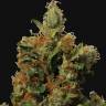 заказ семян конопли Москва Red Diesel feminised Barneys Farm заказ семян конопли Москва Red Diesel feminised Barneys Farm