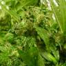 заказ семян конопли Auto Sweet Pure CBD feminised Sweet Seeds