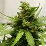 где заказать семена конопли Auto Sweet Pure CBD feminised Sweet Seeds
