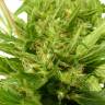 семена конопли наложенным платежом Auto Sweet Pure CBD feminised Sweet Seeds