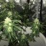 Семена каннабиса Auto Critical XXL feminised Ganja Seeds