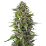 мощные семена конопли Northern Lights regular