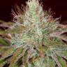 семена конопли наложенным платежом Pure Kush feminised Green House Seeds