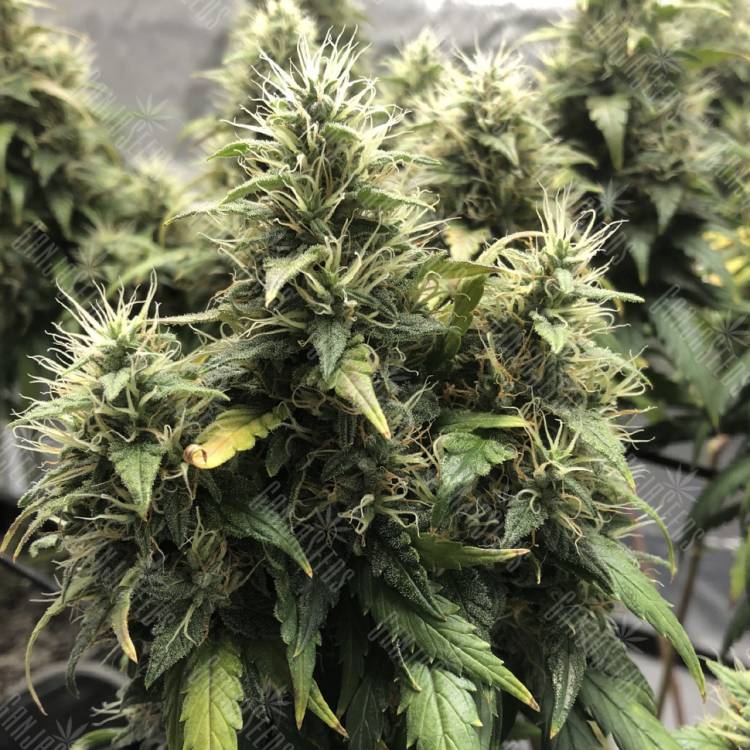 семена конопли курьером Lemon Candy feminised Exotic Seed семена конопли курьером Lemon Candy feminised Exotic Seed
