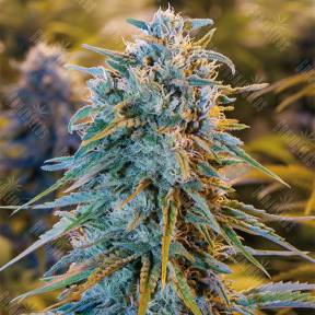 Blue Dream feminised Humboldt Seeds