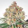 семена конопли Спб Auto Collection Pack #1 feminised Paradise Seeds