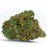Auto White Dwarf CBD feminised Ganja Seeds