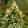 Заказать семена Auto Skywalker OG feminised Ganja Seeds Заказать семена Auto Skywalker OG feminised Ganja Seeds