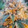 Качественные семена Auto Skywalker OG feminised Ganja Seeds Качественные семена Auto Skywalker OG feminised Ganja Seeds