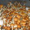 отпечатки псилоцибиновых грибов Москва Golden Teacher