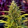 хорошие семена конопли Super Bud feminised Green House Seeds
