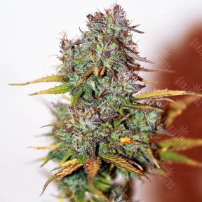 Auto Mini Gun regular Ganja Seeds