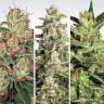 семена конопли индика Auto Collection Pack #2 feminised Paradise Seeds