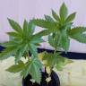 семена конопли курьером Alpujarrena feminised Pyramid Seeds